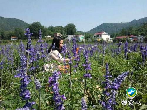 西九华山花千谷薰衣草节七月与你浪漫相约