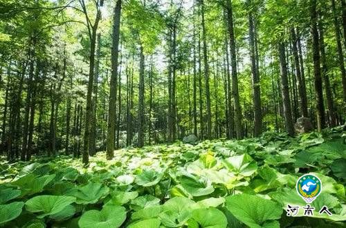 嵩县夏季福利火爆来袭各种免费总有一个适合你