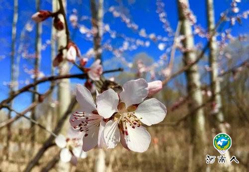 青天河邀你一起“撩”花 3月16日2018“春醒•忆老家 踏青赏花季”将启动